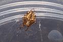 Araneus_ZZ326_D3700_Z_80_Hamelin pool_Australie